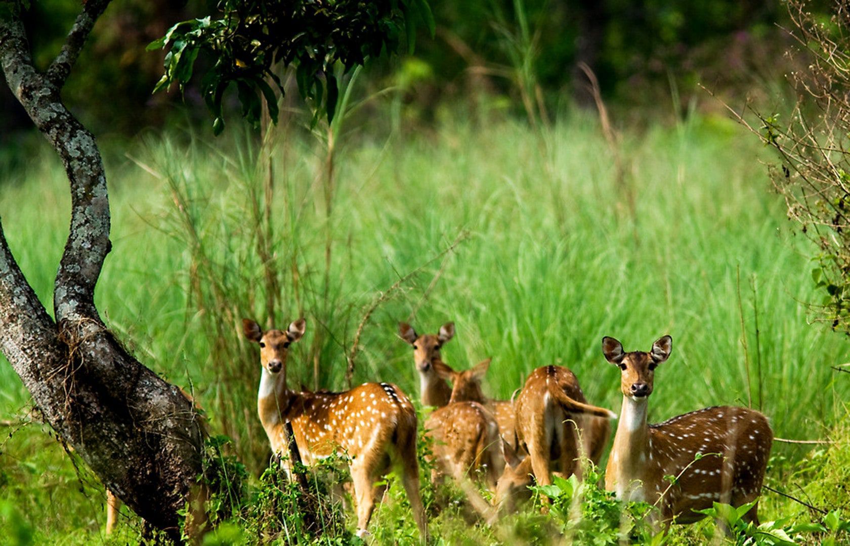 Jungle Safari in Chitwan National Park1